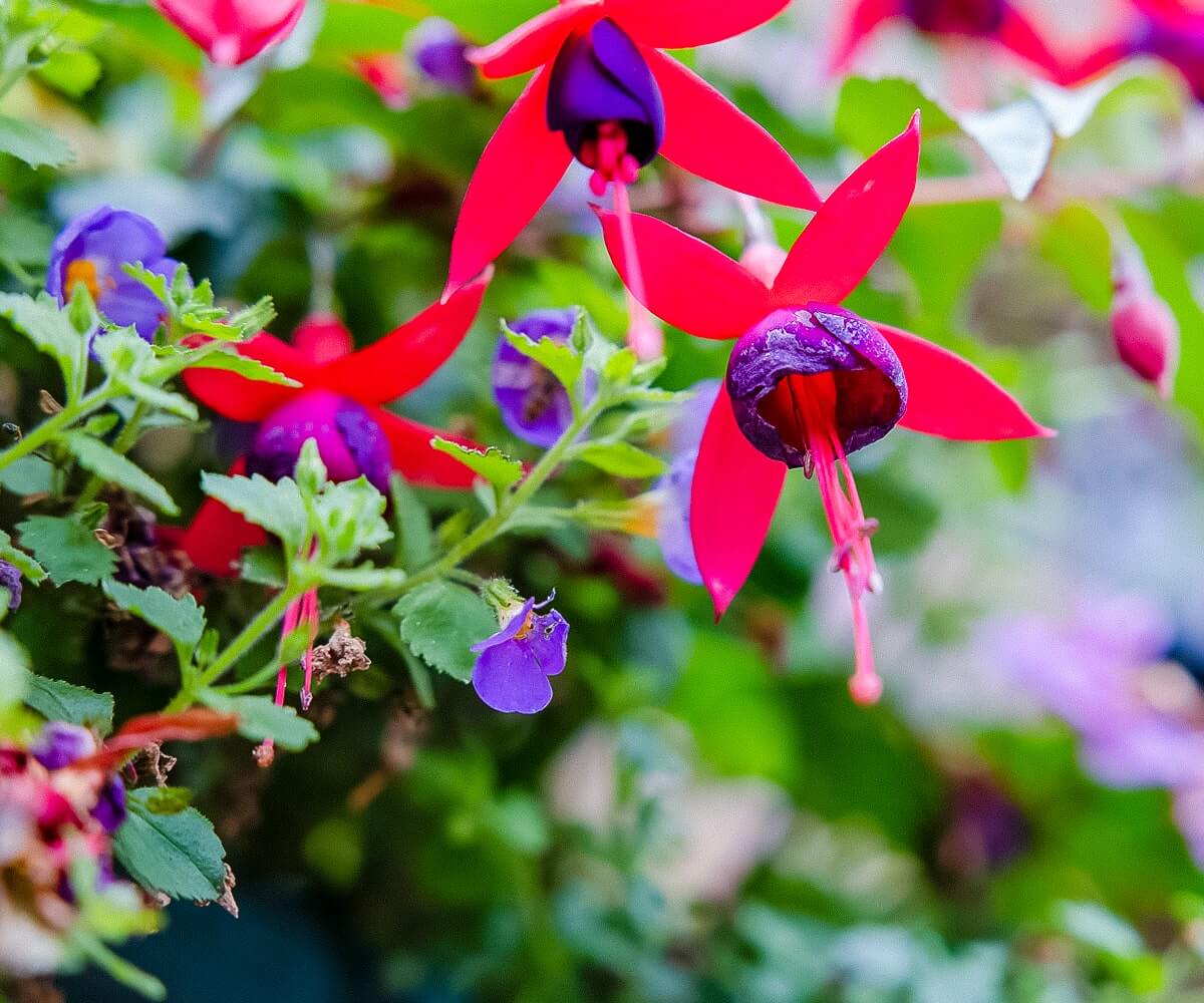 biddulph in bloom fuschia biddulph in bloom
